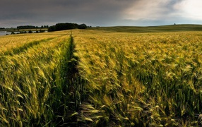 Ровные ряды колосков зеленой пшеницы