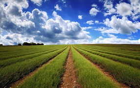 Аккуратные ряды молодой лаванды