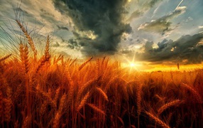 Поле оранжевой пшеницы