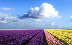 Фиолетовые, желтые и розовые тюльпаны на поле