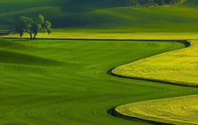 Оттенки зелени на полях