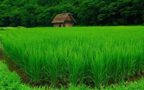 Сарай позади рисового поля