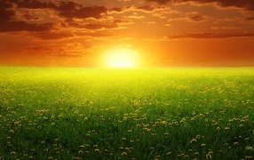 Восход солнца над полем одуванчиков