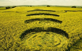 Traces of a UFO landing in a wheat field