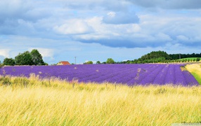 Желтое поле переходит в цветы лаванды