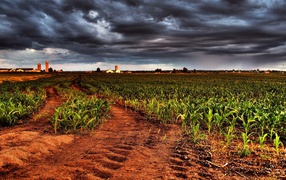 Молодая кукуруза на фермерском поле