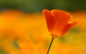 Одинокий красный цветок