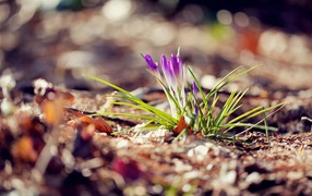 A small purple flower on the ground