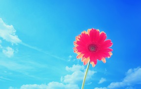 Beautiful pink flower daisies on blue sky background