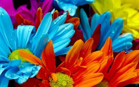 Голубые и оранжевые цветы в росе