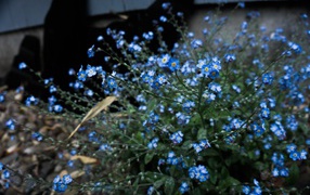 Голубые цветы растения незабудка