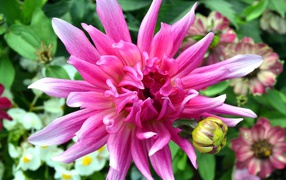 Яркий розовый экзотический цветок