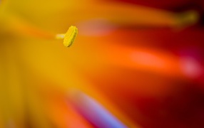 Желтый пестик яркого цветка