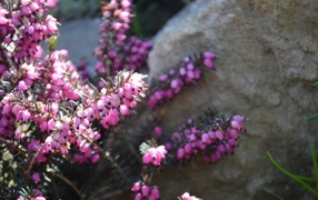 Brush of pink flowers at the stone