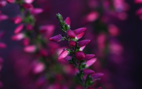 Кисточка розовых бутонов готова раскрыться