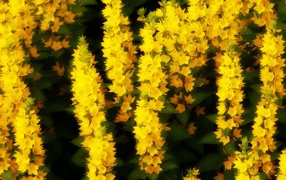 Brush small yellow flowers