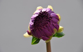 Бутон большого фиолетового цветка на сером фоне