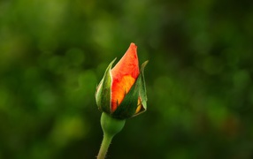 Bud orange roses on a green background