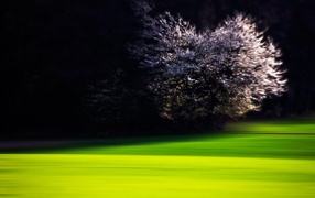 Цветущая вишня на краю зеленого газона