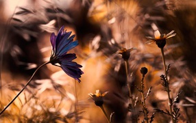 Василек в поле