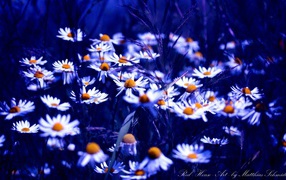 Ромашки в синем свете