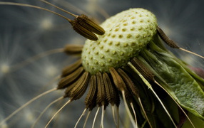 Dandelion seeds on the stalk
