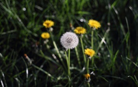 Одуванчики в поле