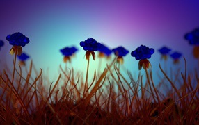Dried blue flowers