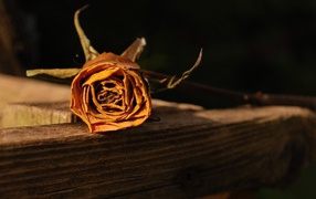 Dried orange rose