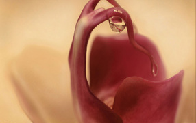 Капля на цветке орхидеи