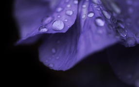 Капли росы на лепестке фиолетового цветка