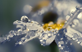Drops of water on the floor transparent flower petals