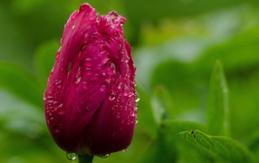 Капли воды на бутоне тюльпана