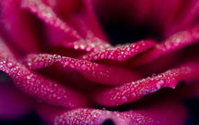 Drops on the petals of pink roses