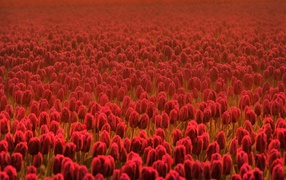 Field of red tulips in the haze