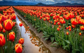 Field of tulips after rain