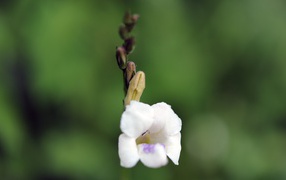 Цветок только что распустился