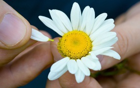 Гадание на цветке ромашки