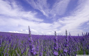 Lavender flowers under a cloudy sky