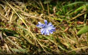 Lone blue chicory flower