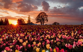 Смешанное поле с желтыми и розовыми тюльпанами