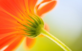 Orange flower bud