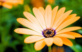 Оранжевый цветок распахнул бутон навстречу солнцу