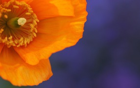 Orange flower on a blue background