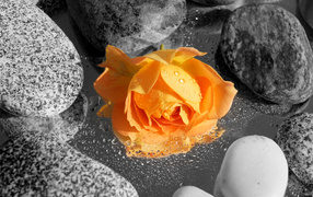 Orange rose among the rocks in the water