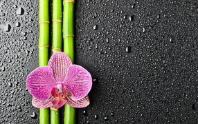 Orchid on bamboo sticks