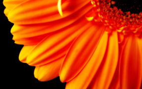 Petals orange flower