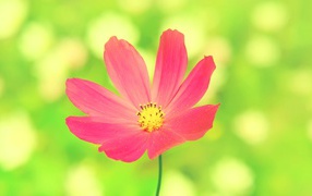 Розовая ромашка на зеленом фоне