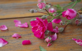 Pink flower among petals on a wooden surface
