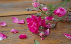 Розовый цветок среди лепестков на деревянной поверхности